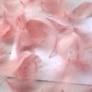 100pcs/pack, Feather Gift Box Filling, Gift Box Packaging Filling, Christmas, Wedding, Birthday, Bride Engagement Craft Gift Box Bag Filling, Decorative Gift Packaging, Decorative Jewelry DIY Feather Raw Materials